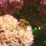 bee_on_sedum-IMG_4067