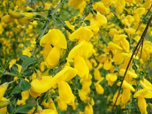 320px-Cytisus_scoparius_by_Danny_S._-_001