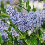 ceanothus_300px