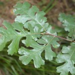 Quercus_lobata_leaves_Caswell_Memorial_State_Park_San_Joaquin_Valley_California