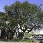 Live oak at Casa de Flores